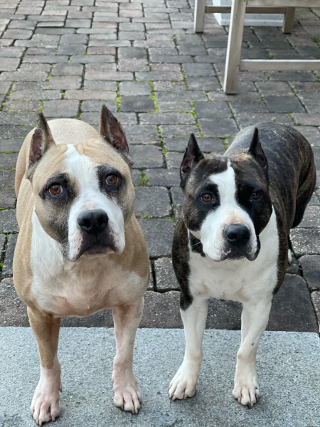 Ellie's grandmother and mother - Champion AmStaff bloodline