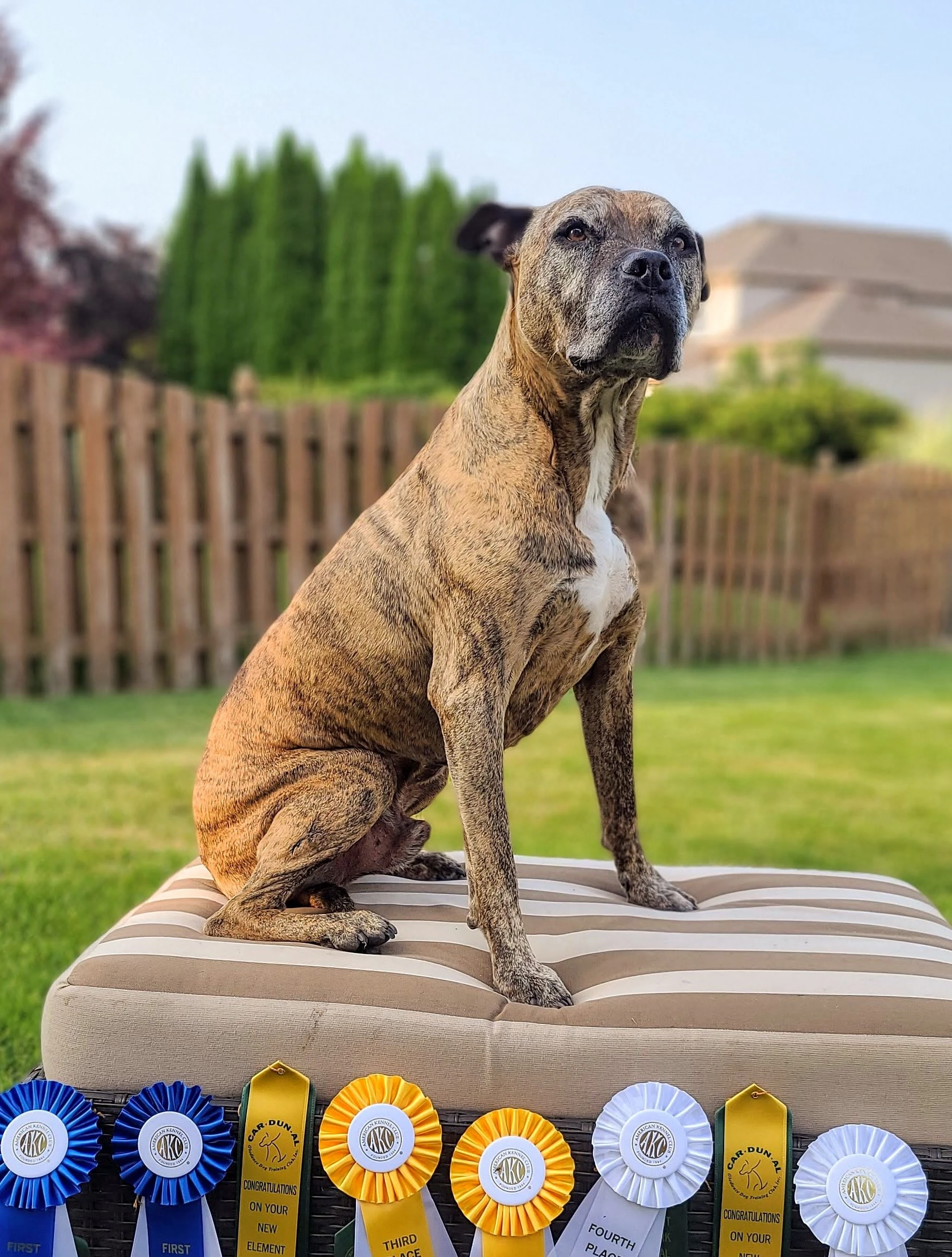 Bo celebrating championship