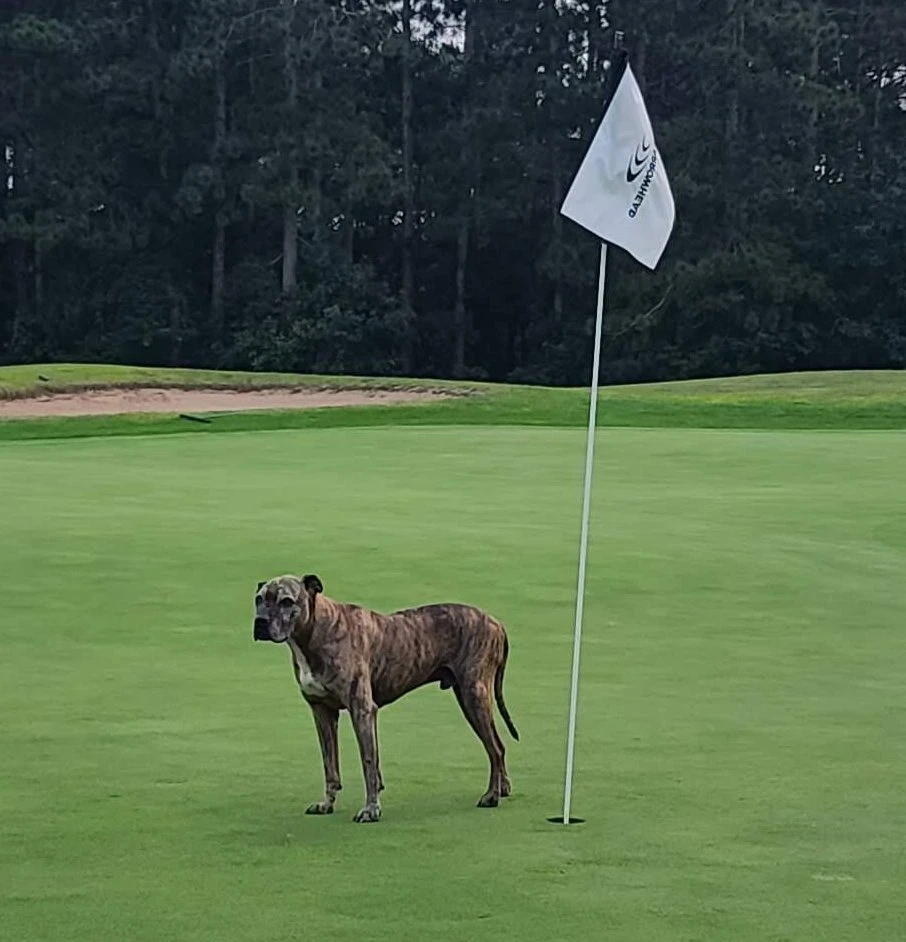 Bo enjoying retirement at the golf course