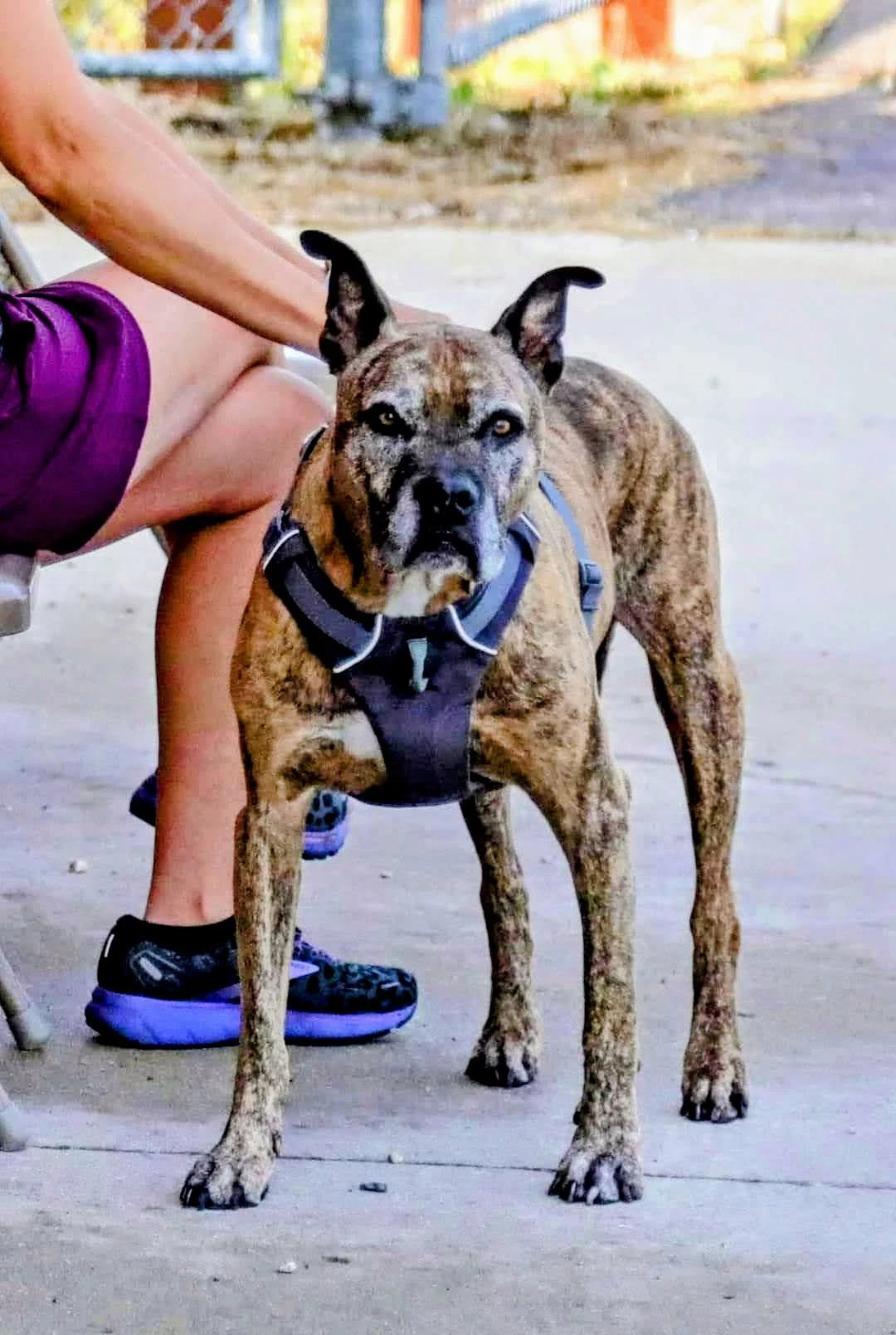 Bo - Champion American Staffordshire Terrier, beloved companion and agility champion