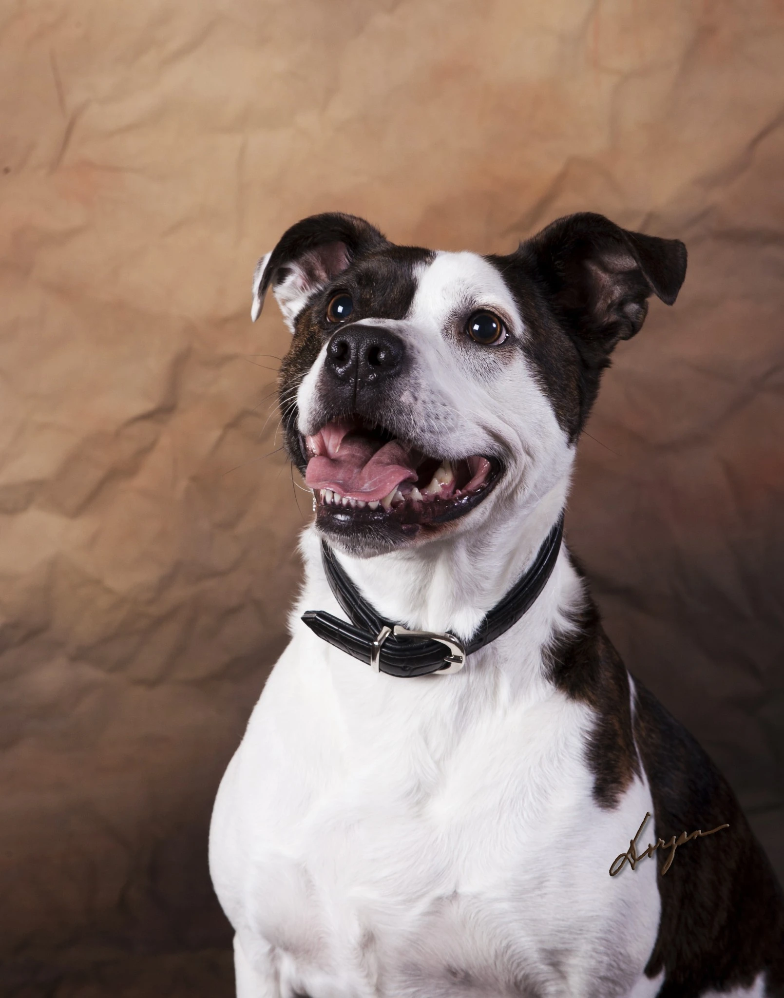 Duke - Gentle American Staffordshire Terrier with loyal heart