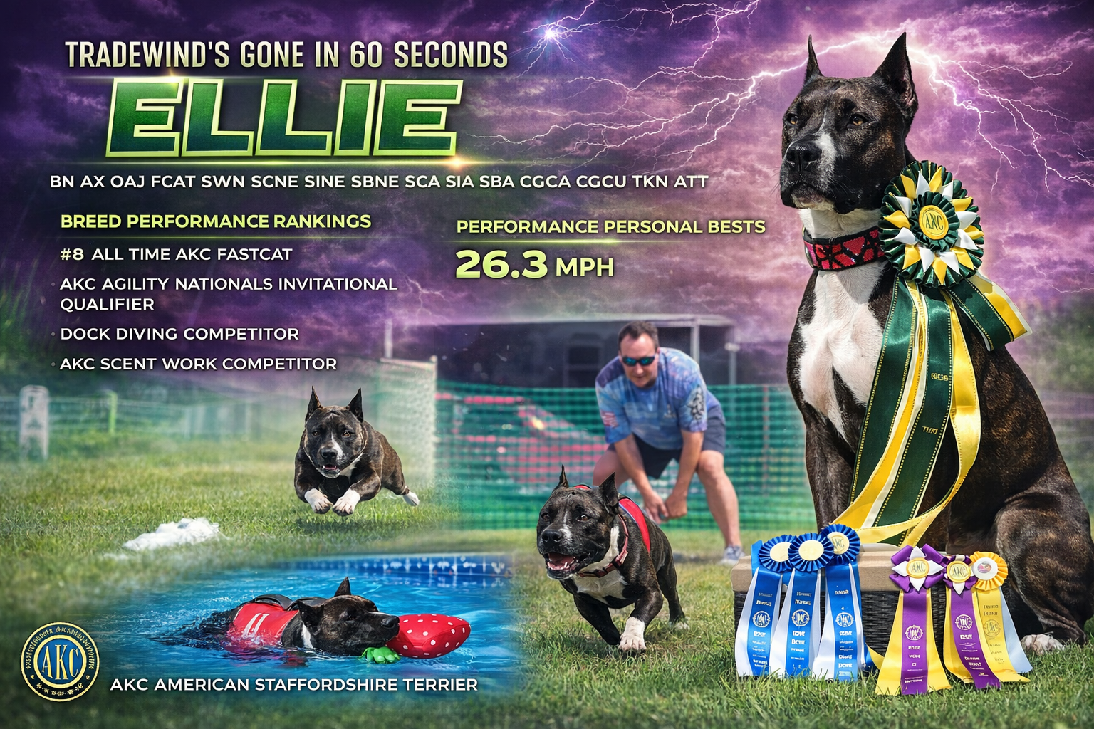 Ellie - American Staffordshire Terrier Summary